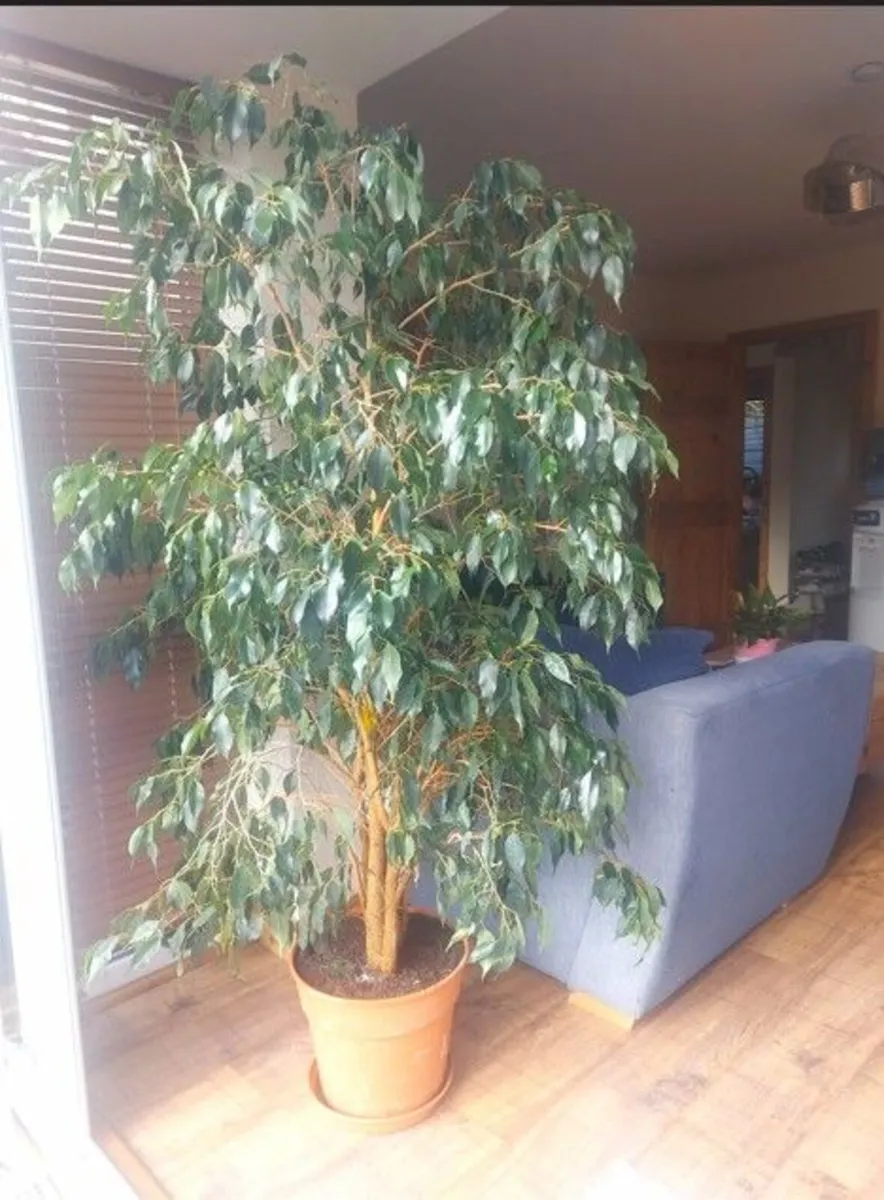 Large house plant indoor 190cm - Image 1