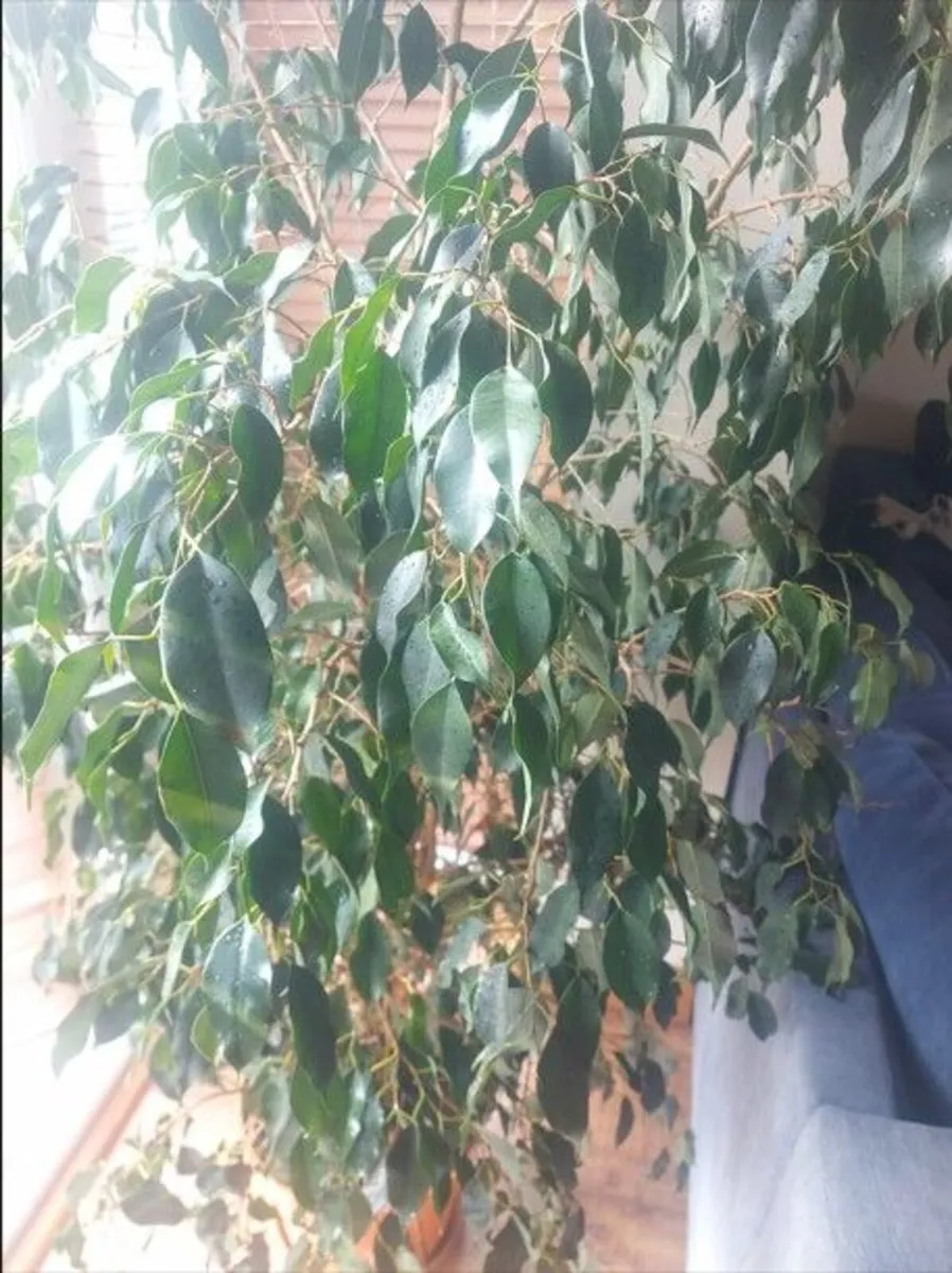 Large house plant indoor 190cm - Image 3