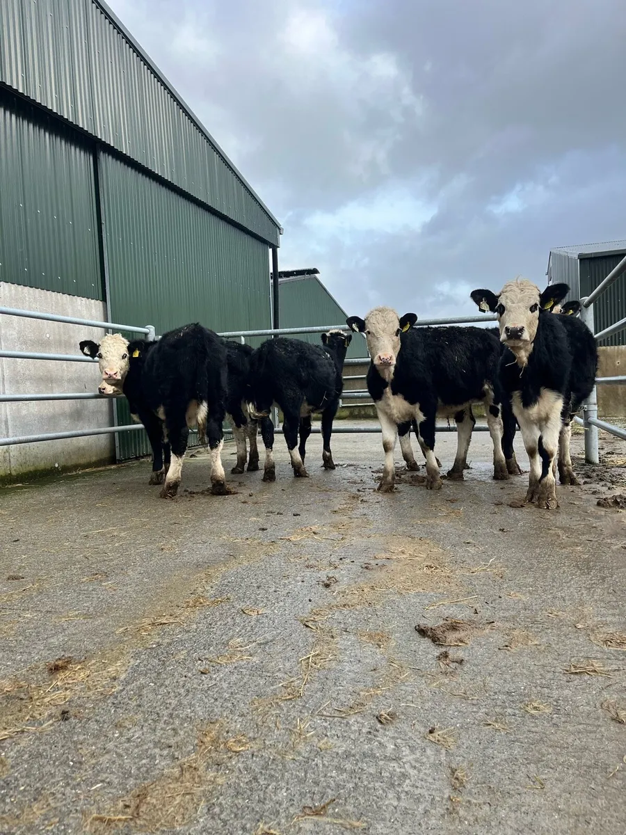 Quality HEX Bullocks - Image 1