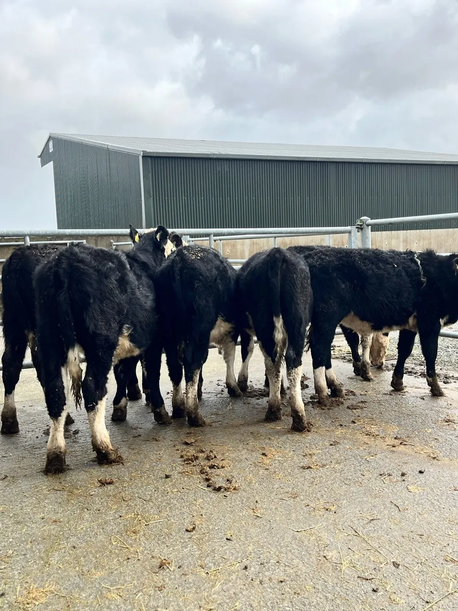 Quality HEX Bullocks - Image 2