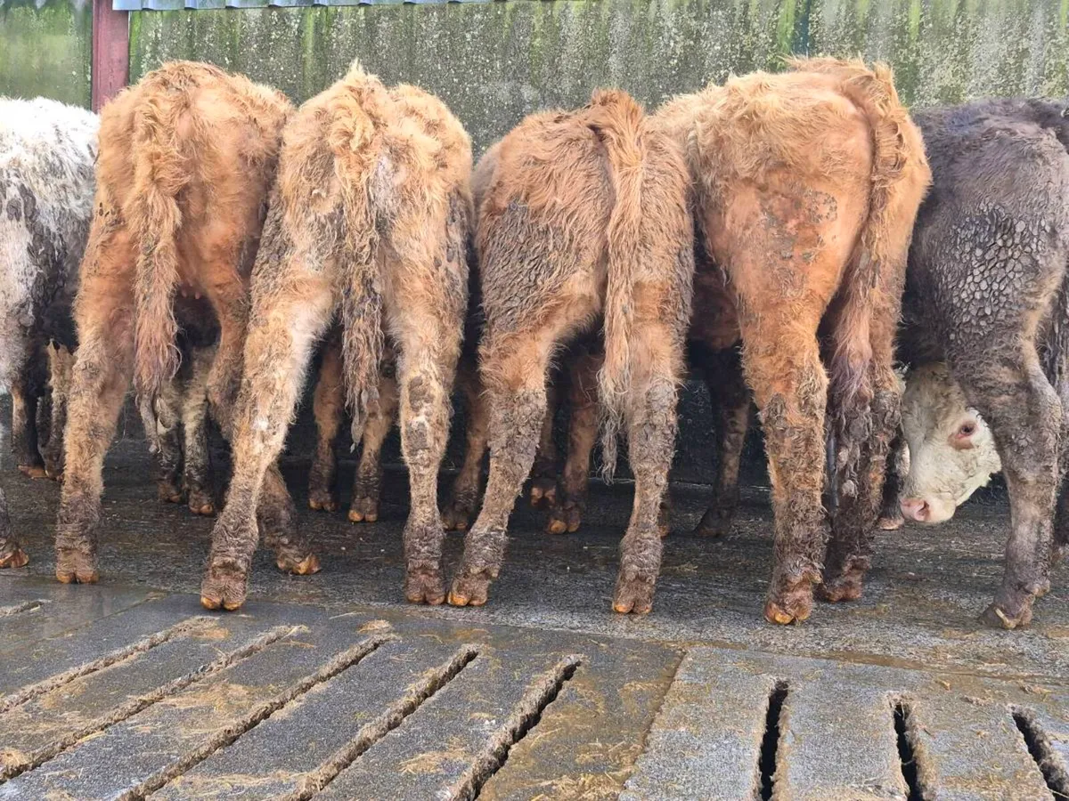 10 Super Charollais Heifer Weanlings - Image 1