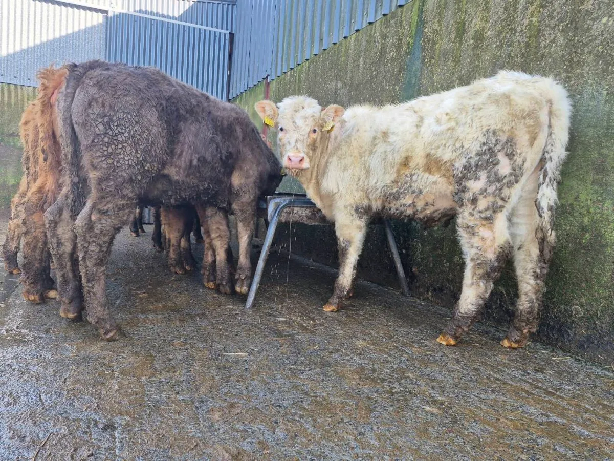 10 Super Charollais Heifer Weanlings - Image 2