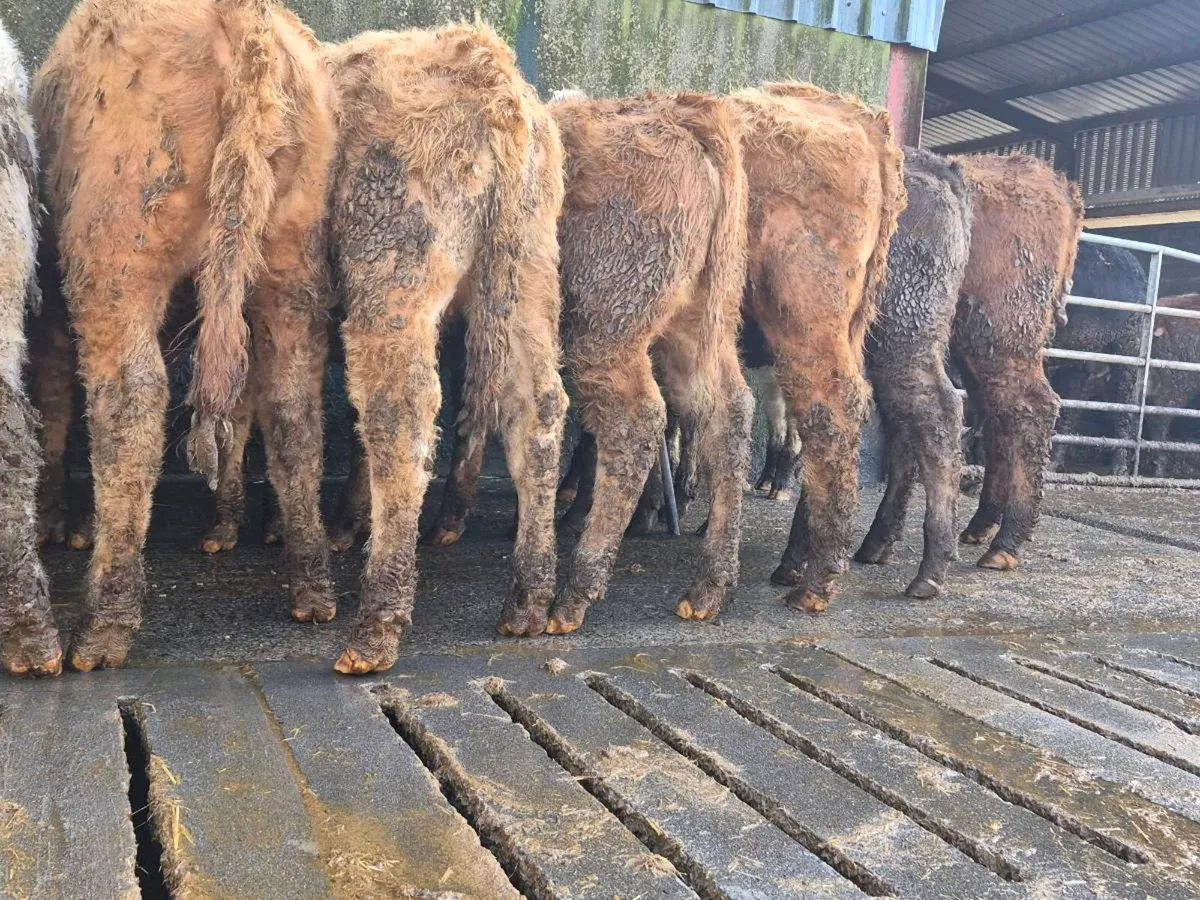 10 Super Charollais Heifer Weanlings - Image 4