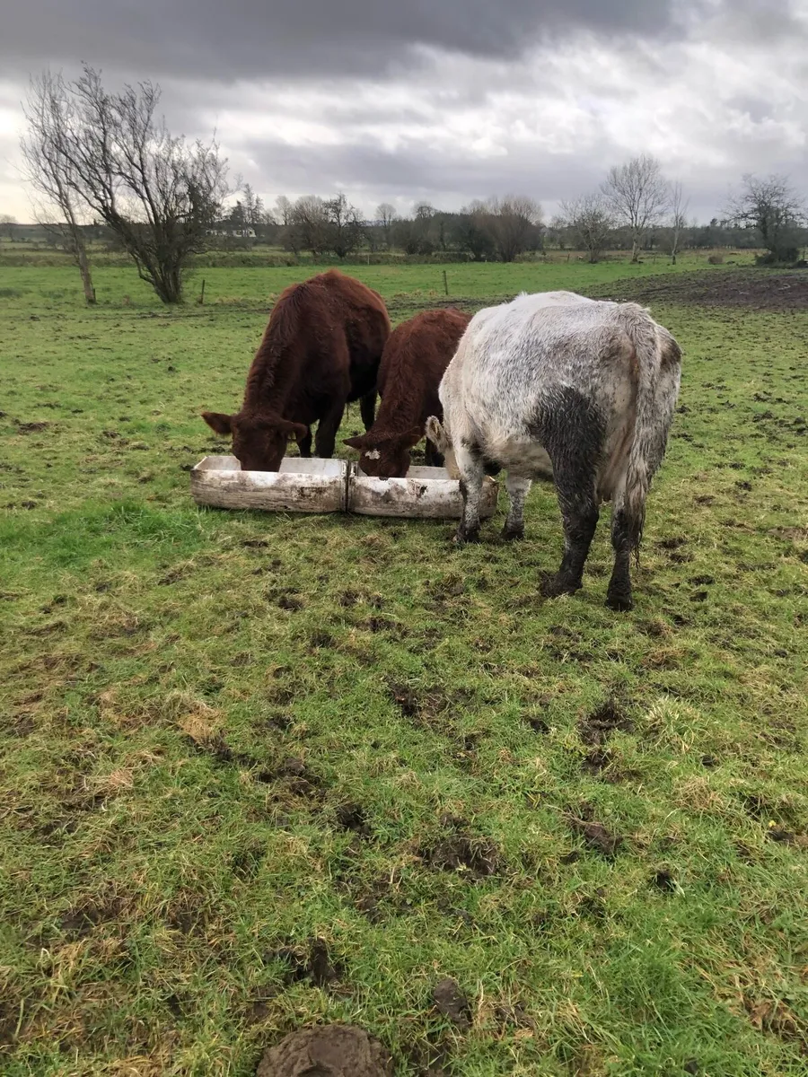 Suckler Cows - Image 2