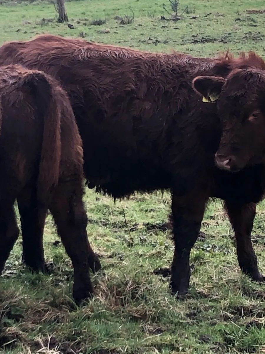 Suckler Cows - Image 3