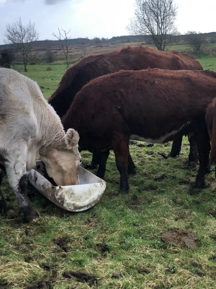 Suckler Cows - Image 4