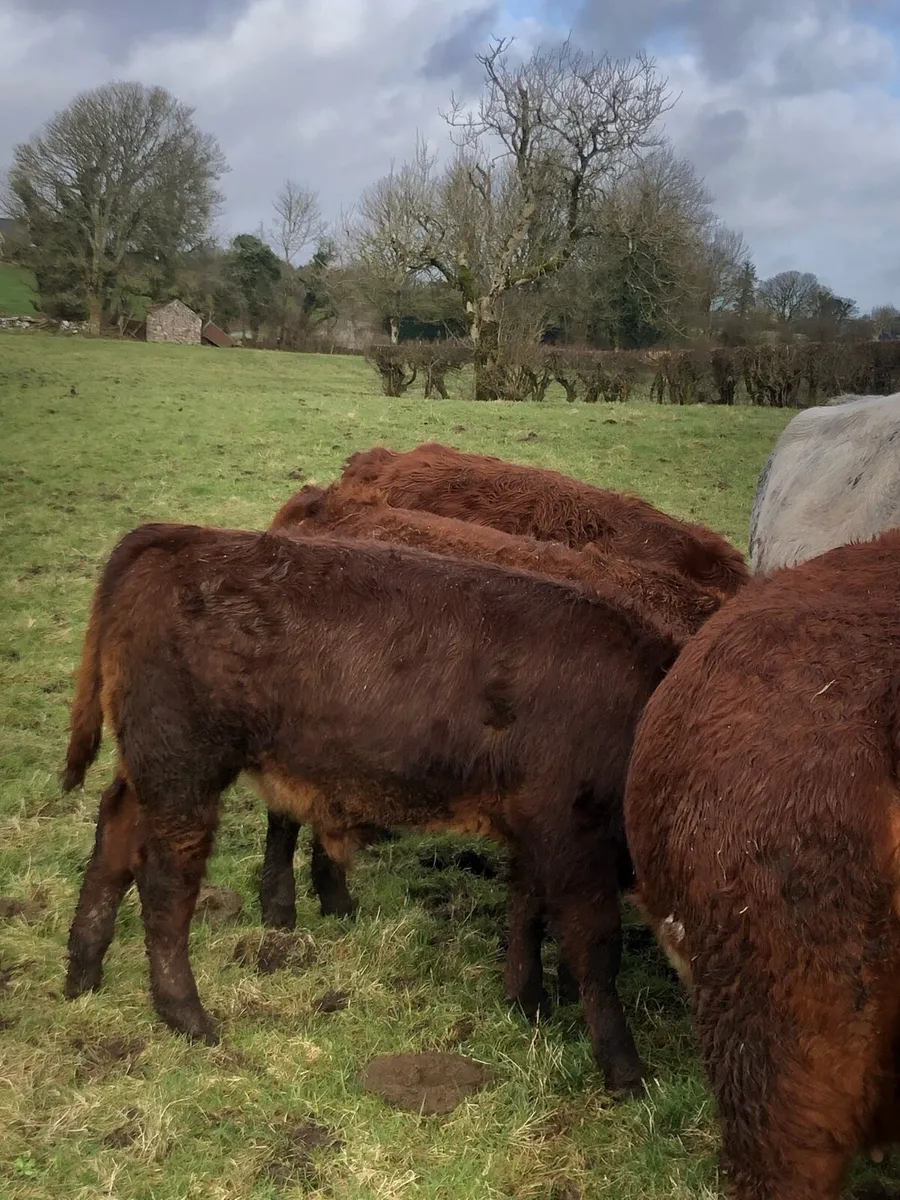 Suckler Cows - Image 1