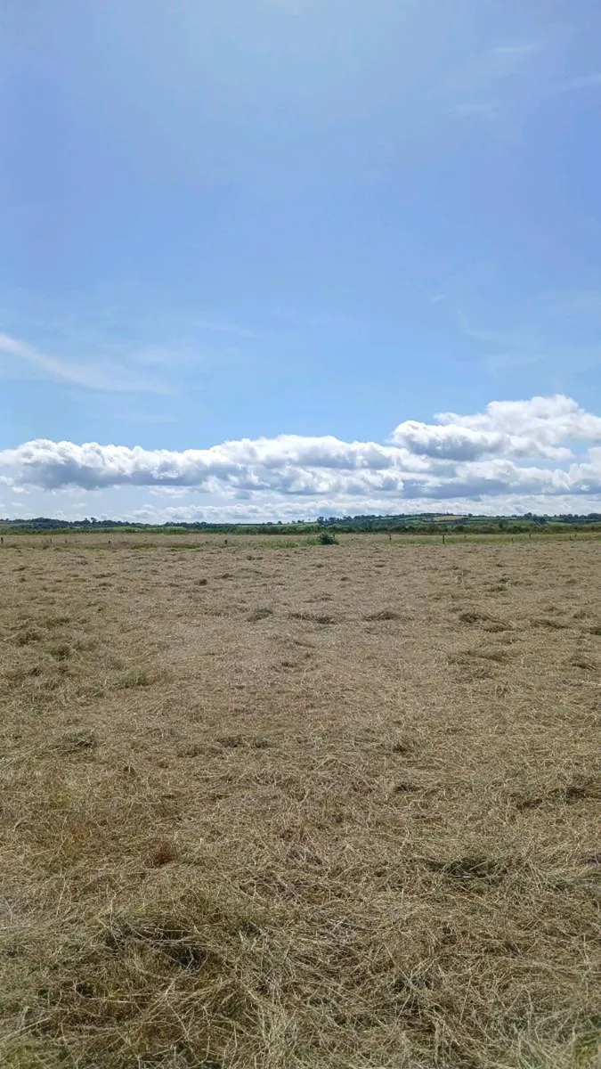Square bales of hay - Image 3