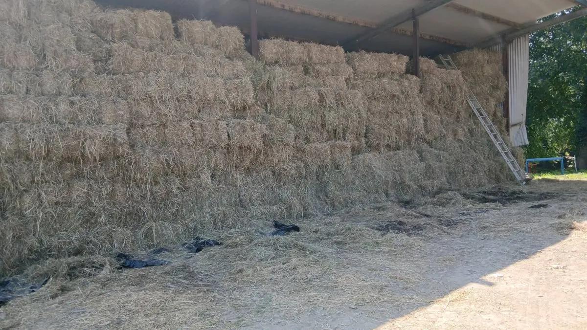 Square bales of hay - Image 4