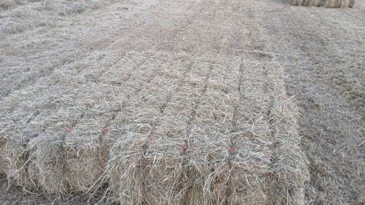 Square bales of hay - Image 1