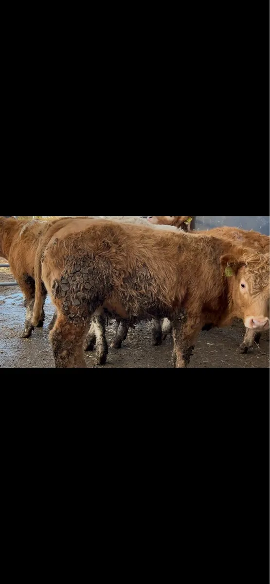 Charolais Heifer Weanlings - Image 2