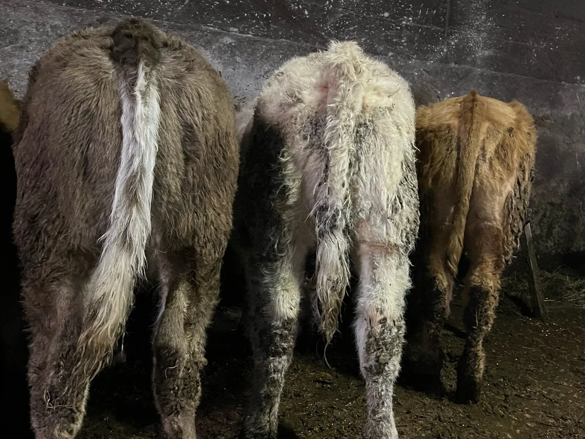 Charolais Heifer Weanlings - Image 3