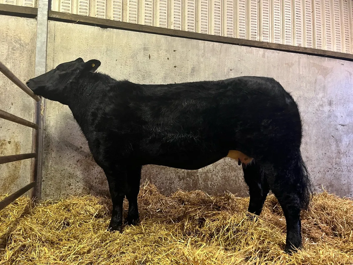 In Calf Springing Heifer - Image 1