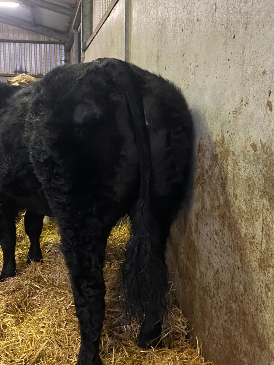 In Calf Springing Heifer - Image 2