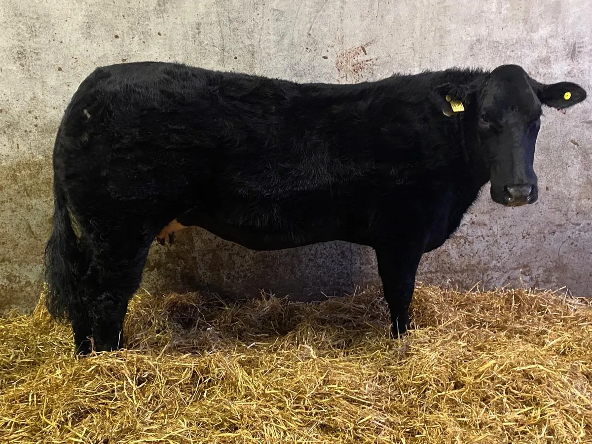 In Calf Springing Heifer - Image 3