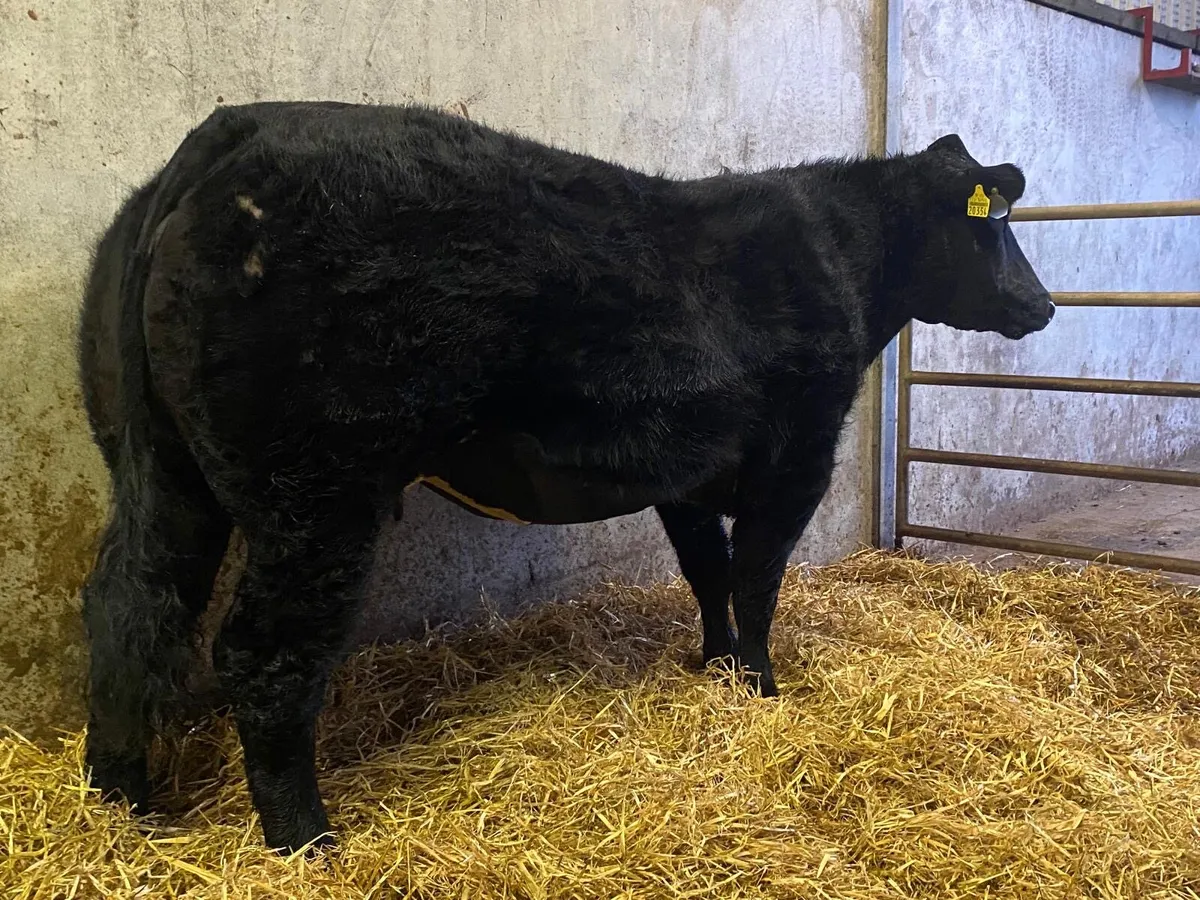 In Calf Springing Heifer - Image 4