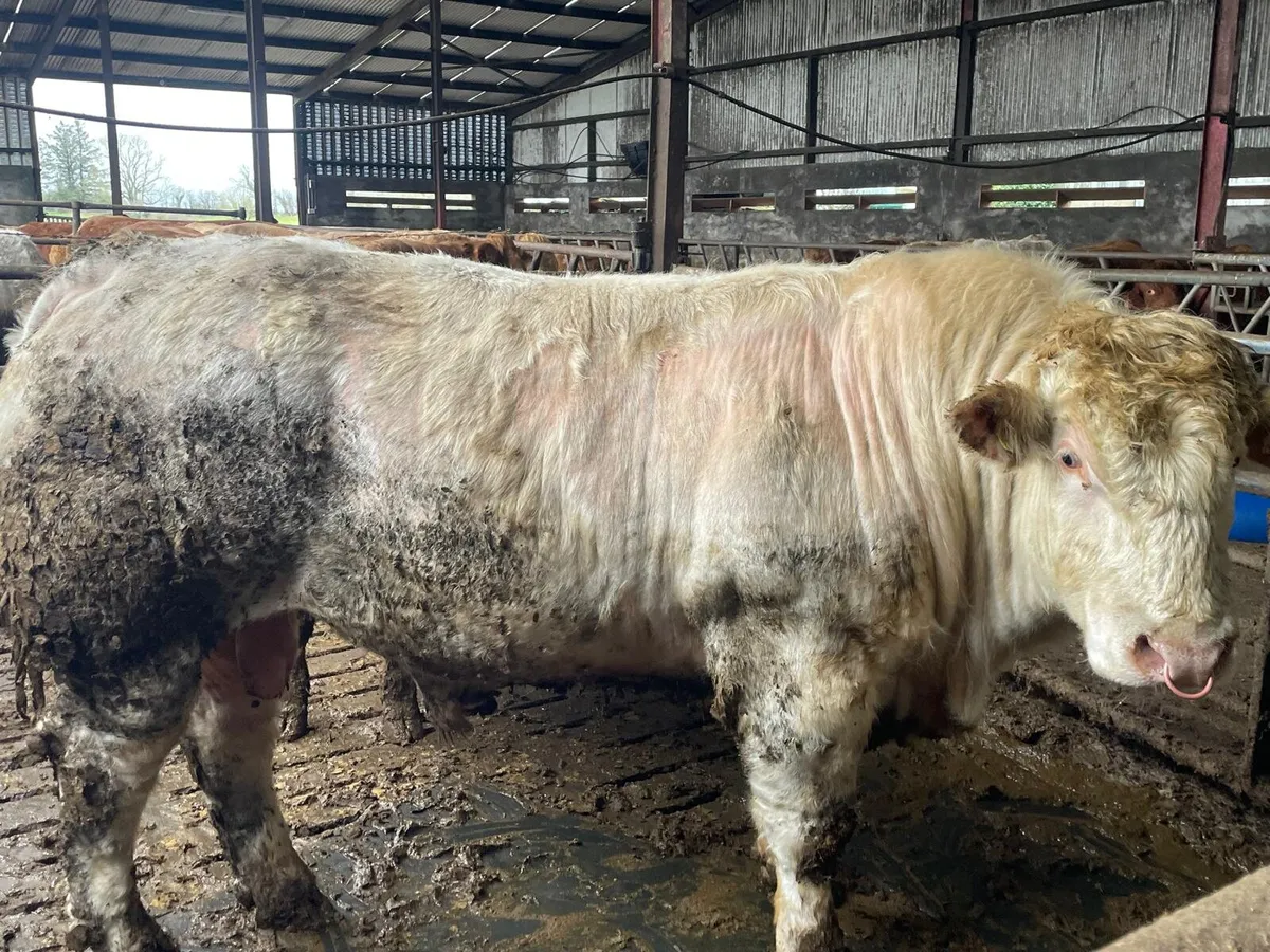 Charolais Bull - Image 4