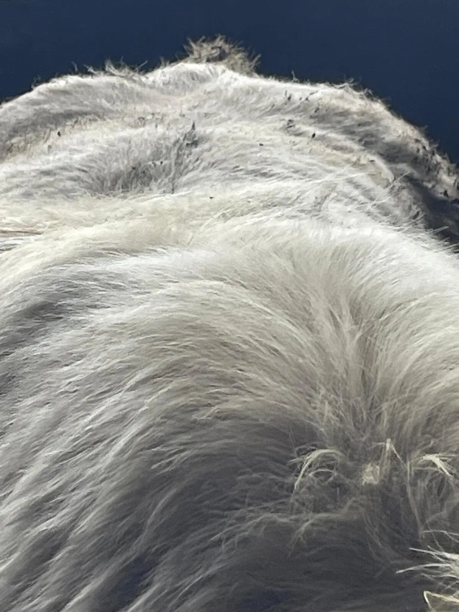 Charolais Bull - Image 3