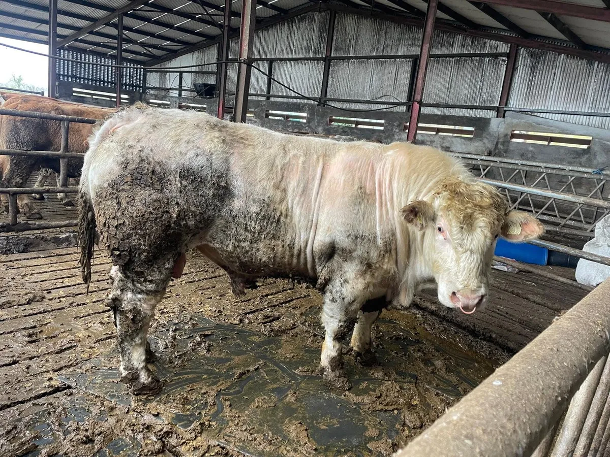 Charolais Bull - Image 1