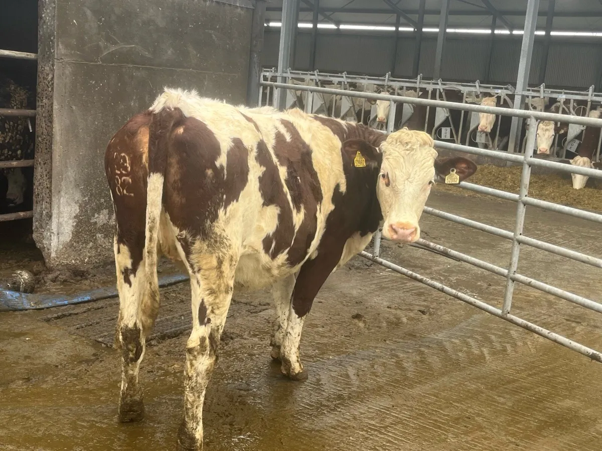 Montbeliarde heifer - Image 1