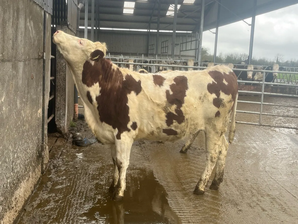 Montbeliarde heifer - Image 2