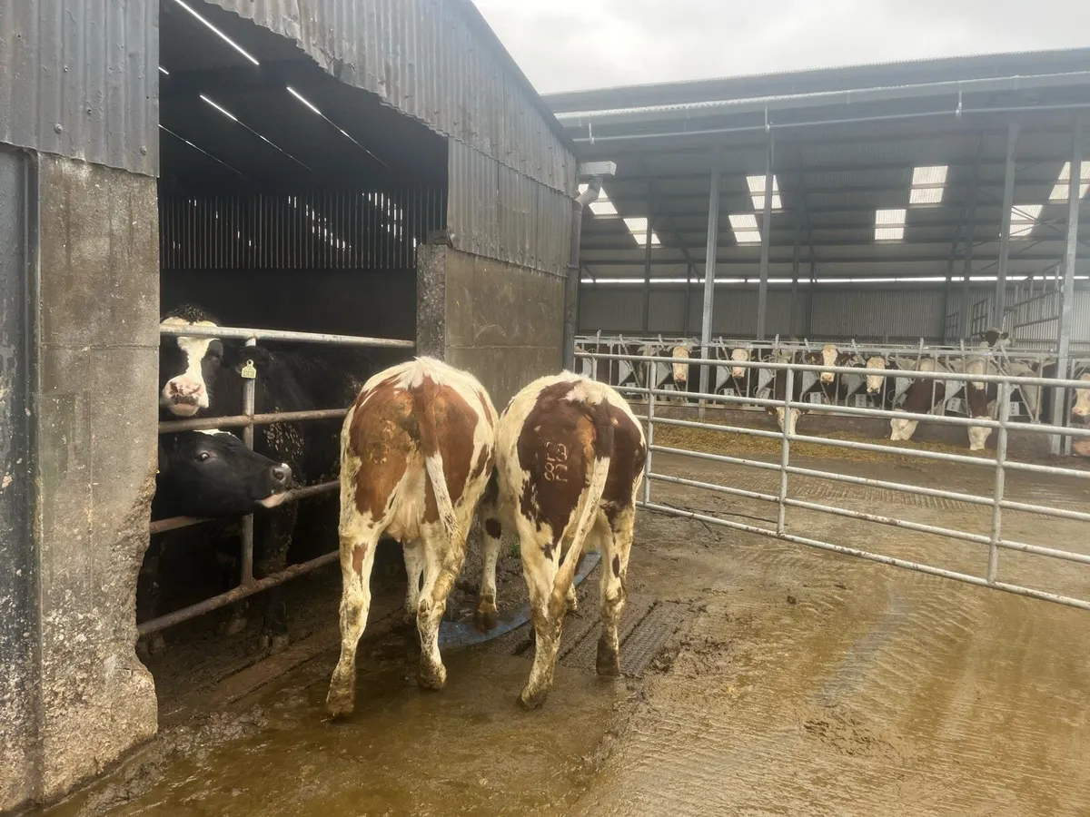 Montbeliarde heifer - Image 3