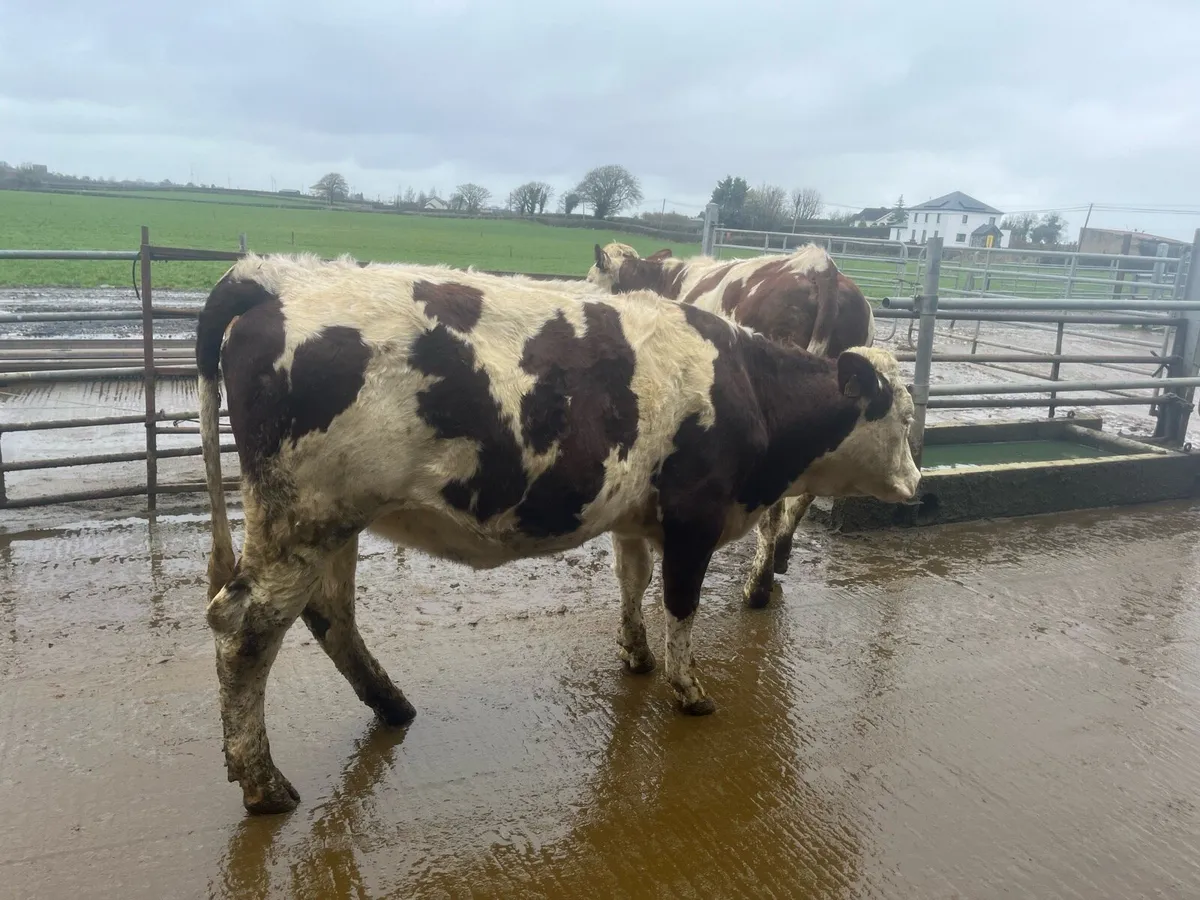 Montbeliarde heifer - Image 4