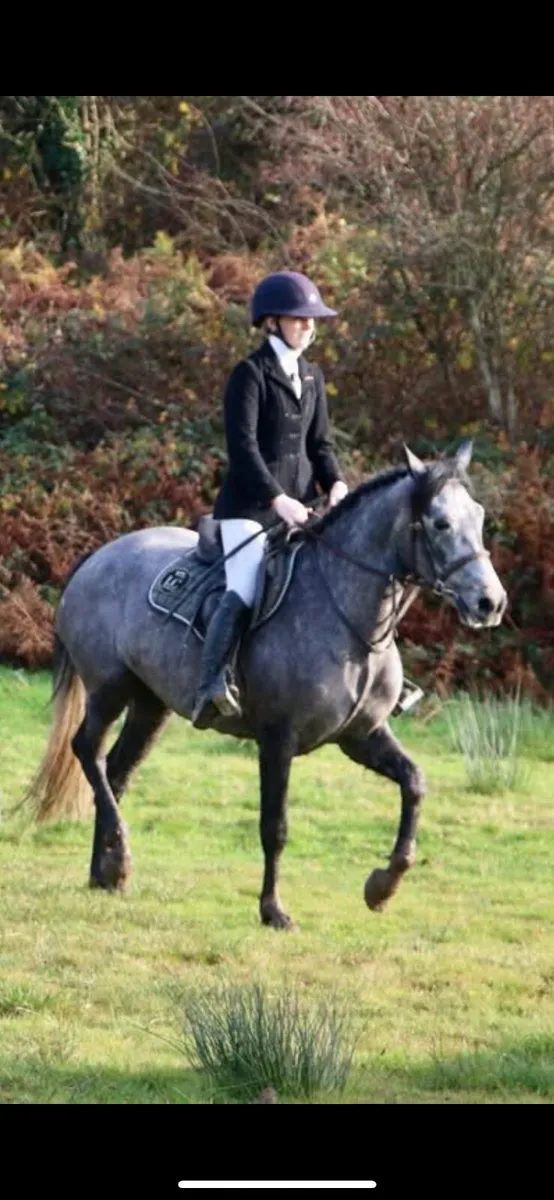 Ballyhindon Ryan - Image 4