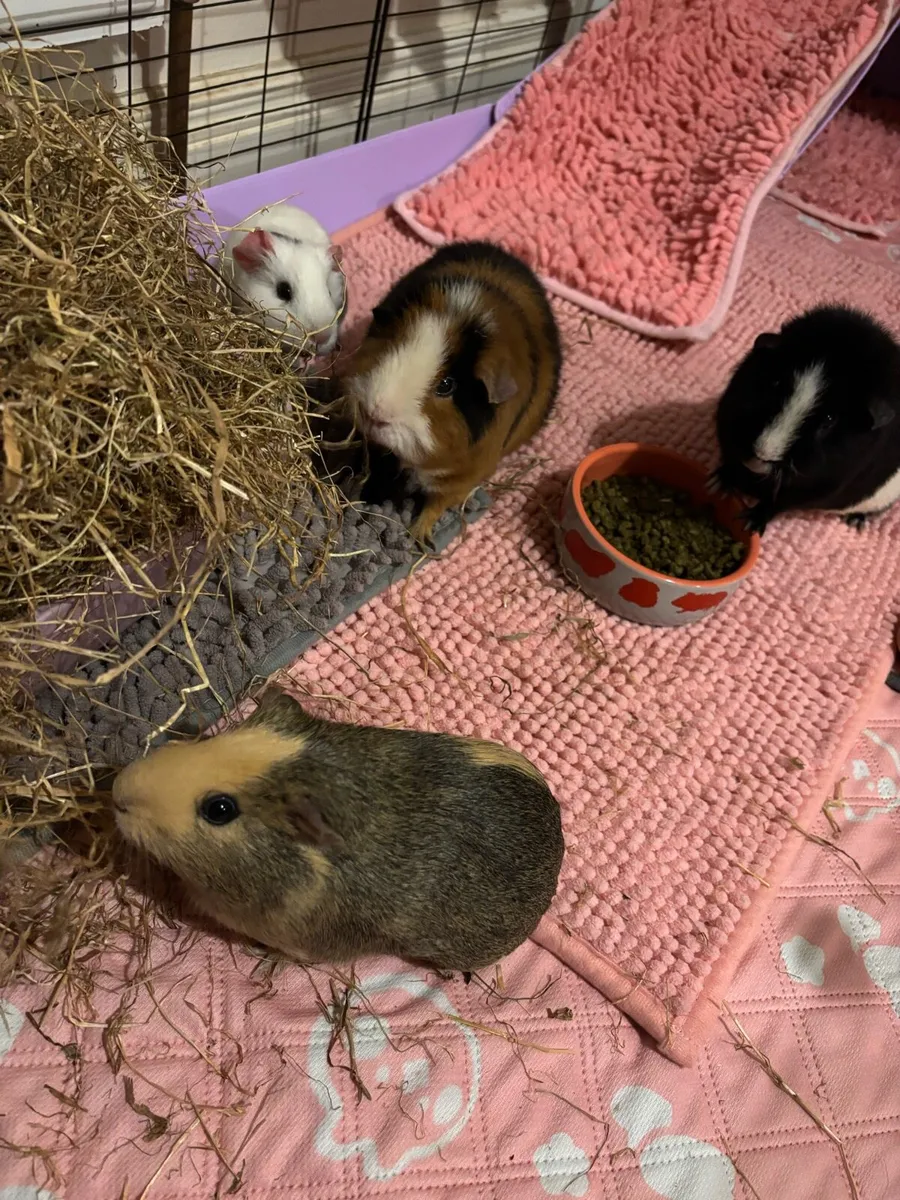 5 female guinea pigs - Image 1