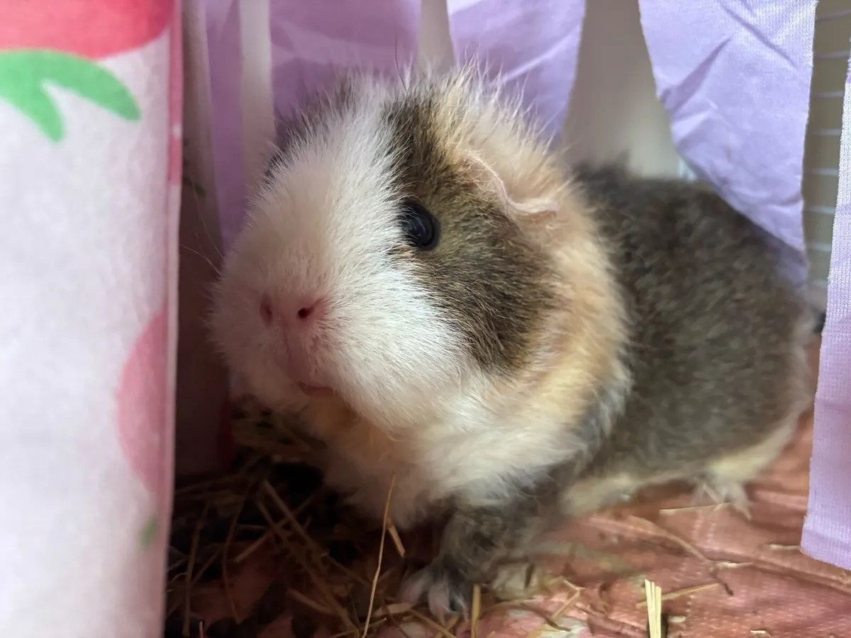 5 female guinea pigs - Image 2