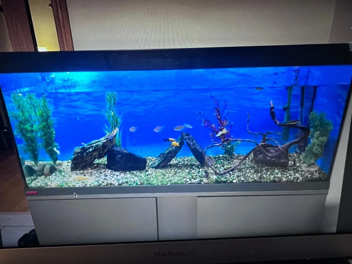 Eheim Fish tank and cabinet - Image 2