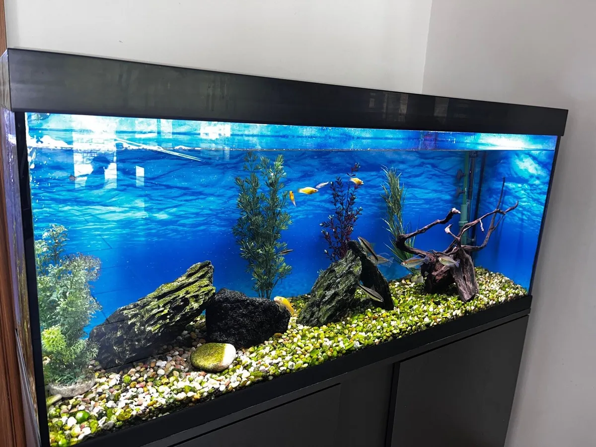 Eheim Fish tank and cabinet - Image 4