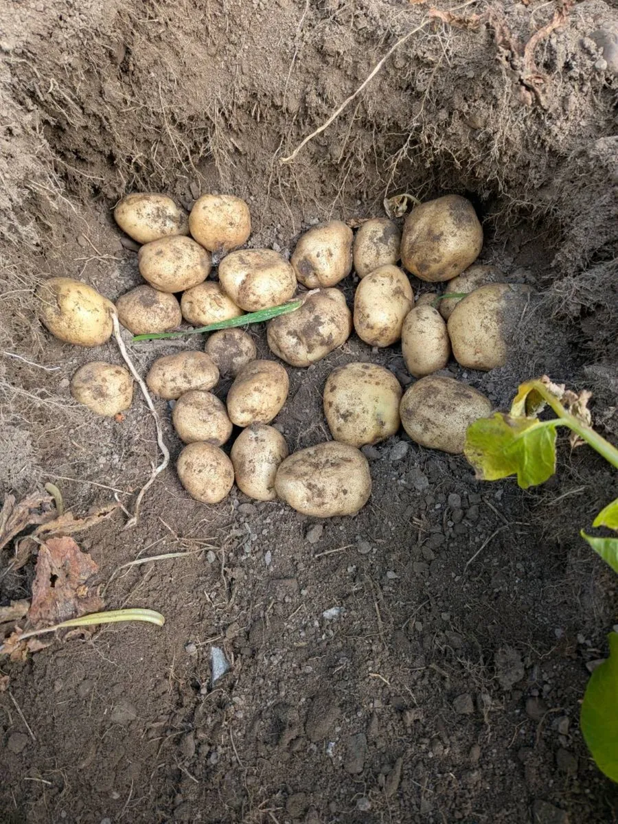 Certified seed potatoes - Image 2