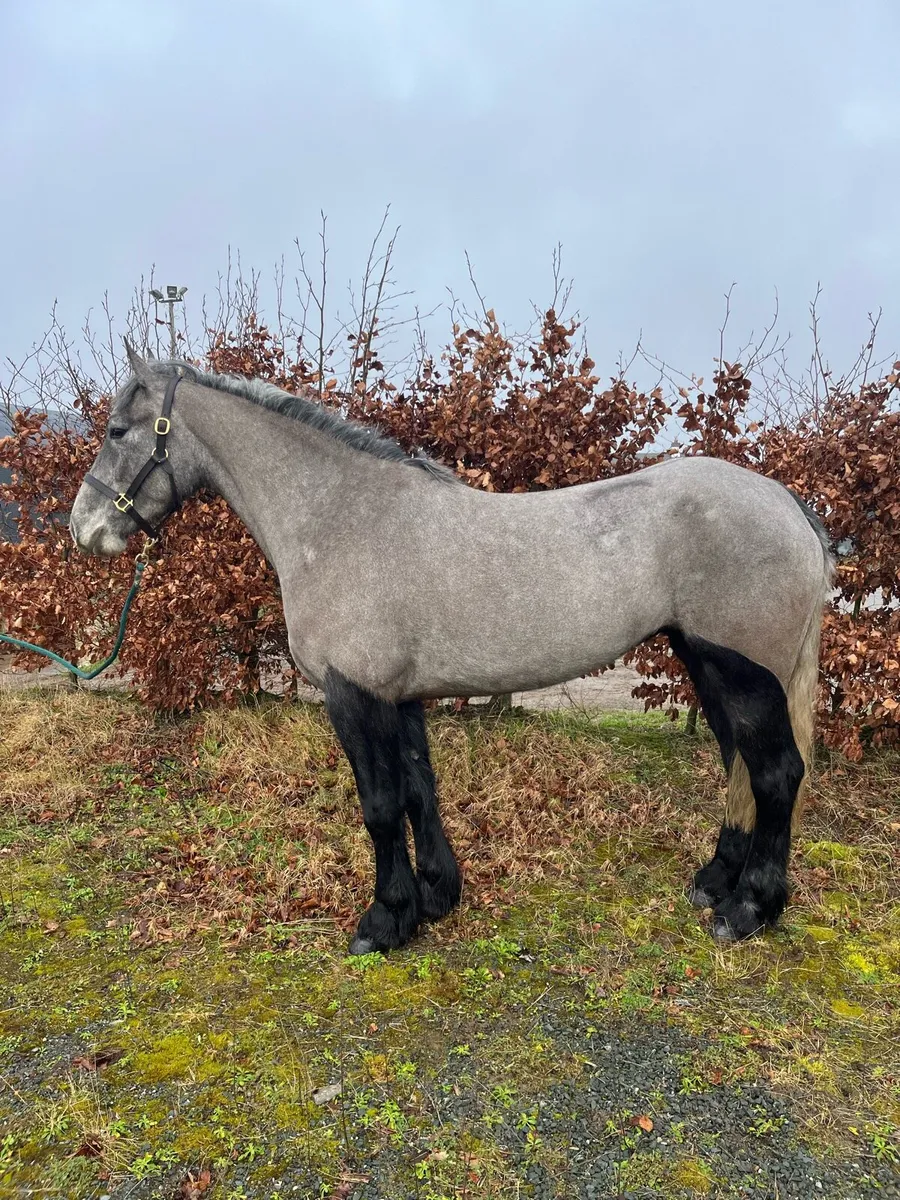 4yo 15.1hh mare - Image 2
