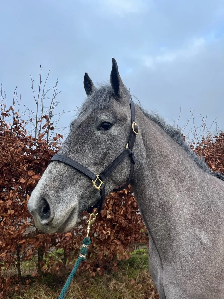 4yo 15.1hh mare - Image 4
