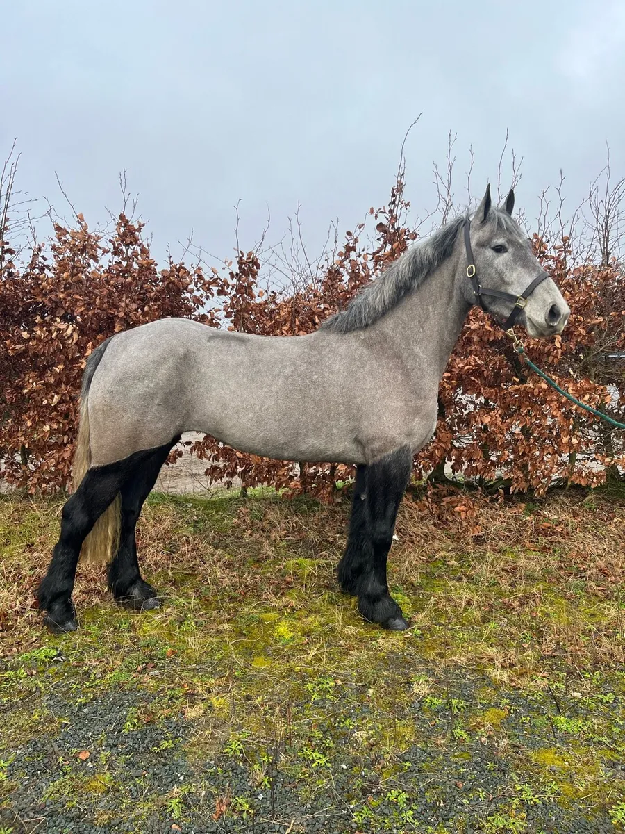 4yo 15.1hh mare - Image 3