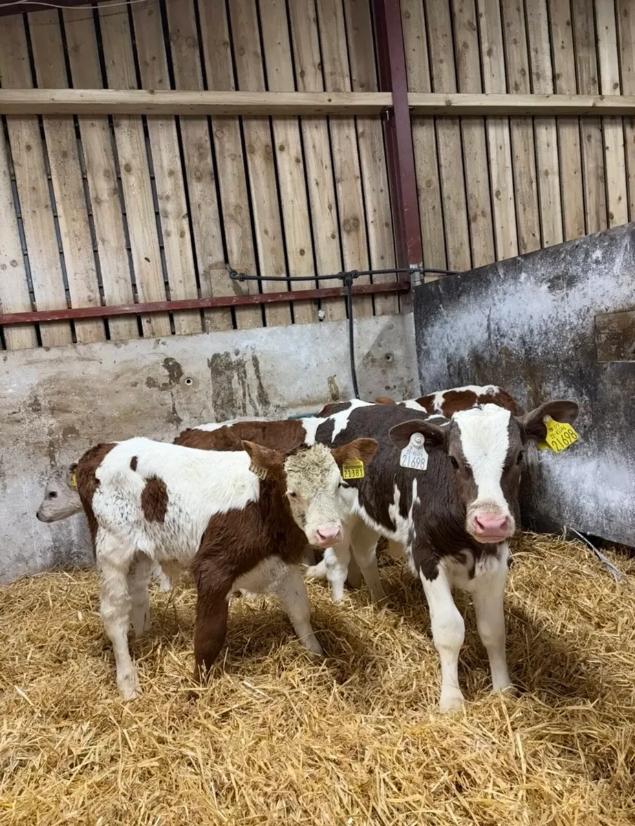 5 super continental bull calves for sale - Image 1