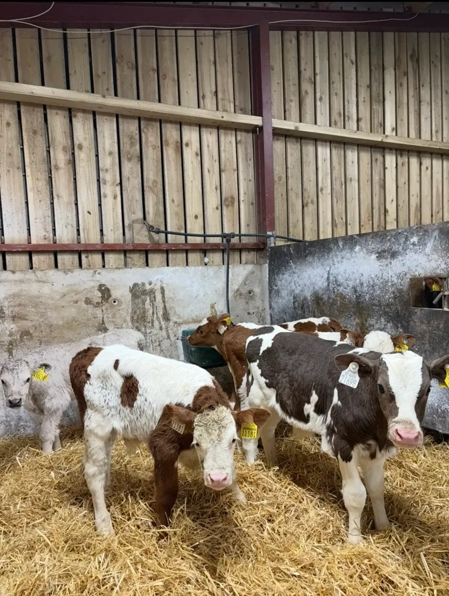 5 super continental bull calves for sale - Image 2