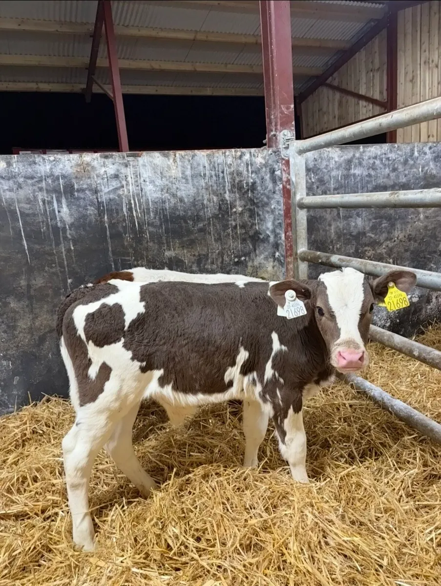 5 super continental bull calves for sale - Image 3
