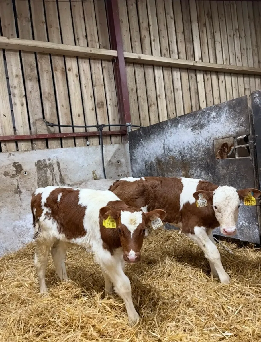 5 super continental bull calves for sale - Image 4