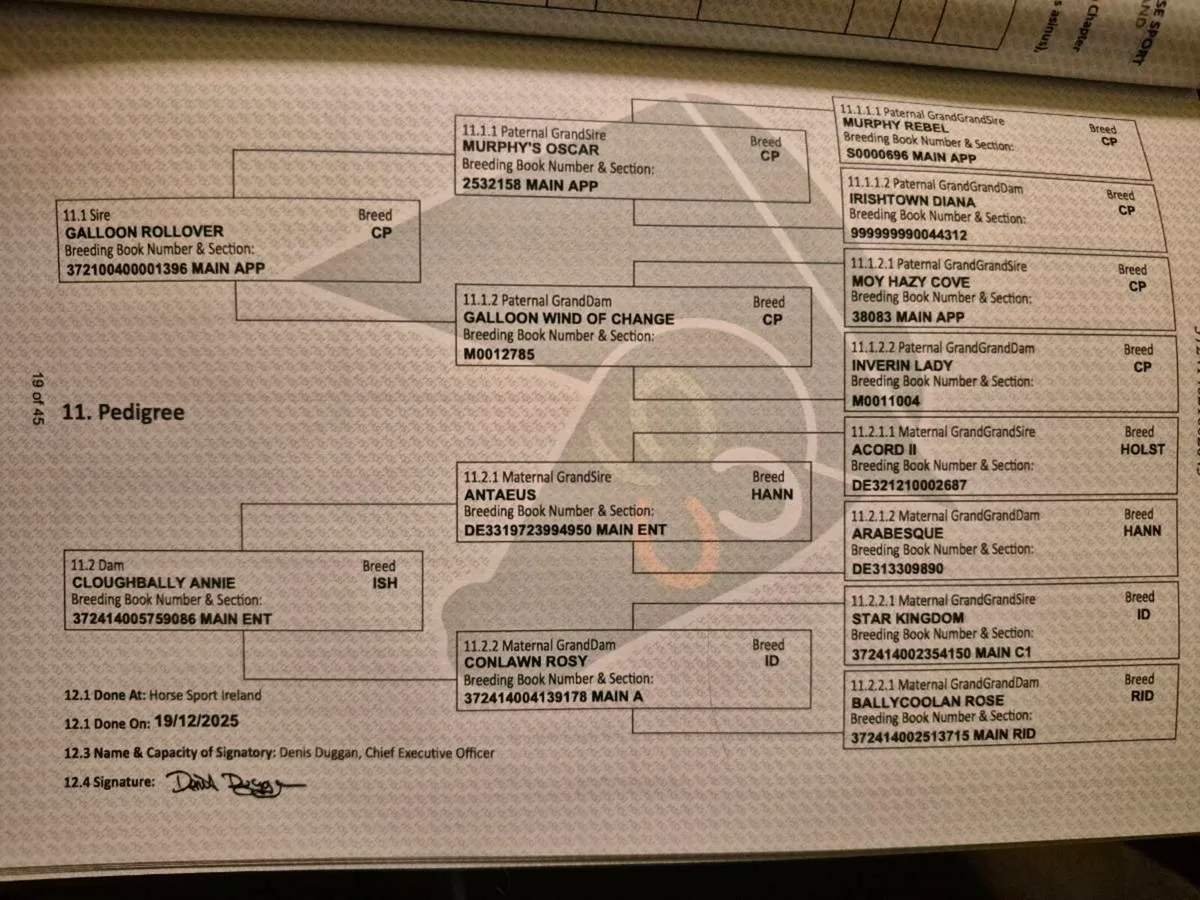 5 year old Connemara X ISH mare - Image 2
