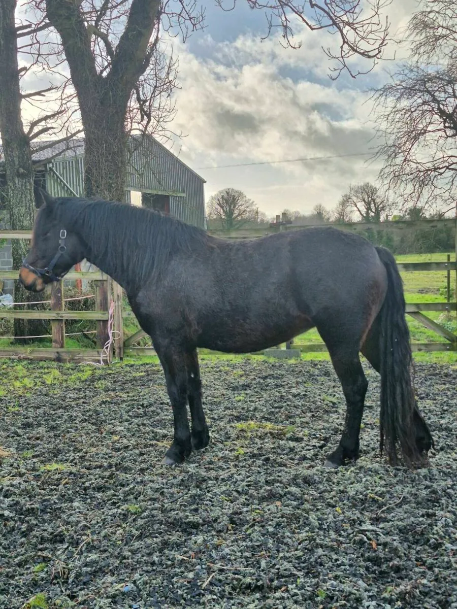 5 year old Connemara X ISH mare - Image 4