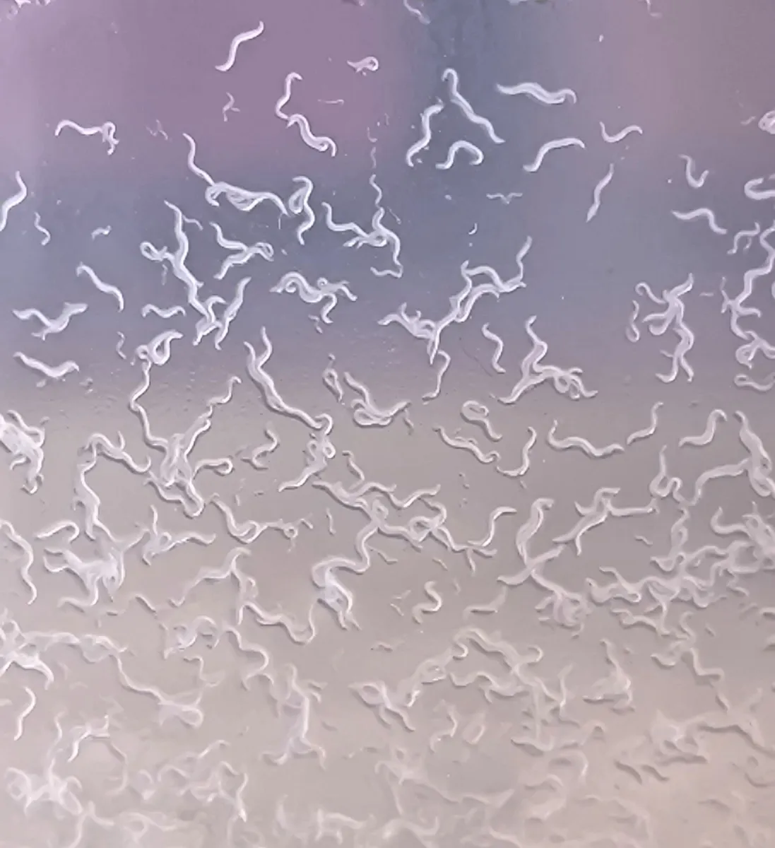 Live Fish Food Starter Cultures (• Microworms •) - Image 1