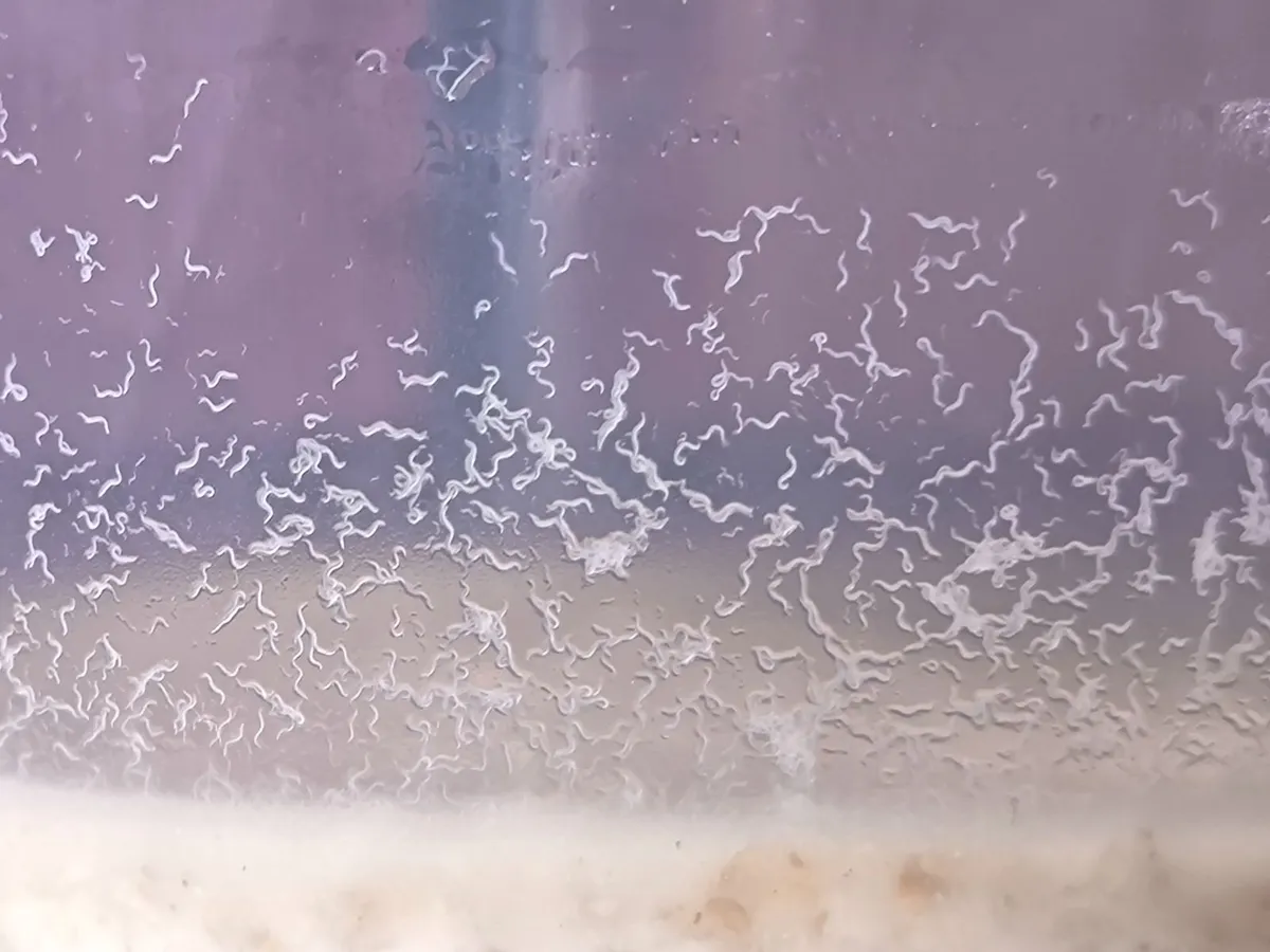 Live Fish Food Starter Cultures (• Microworms •) - Image 3