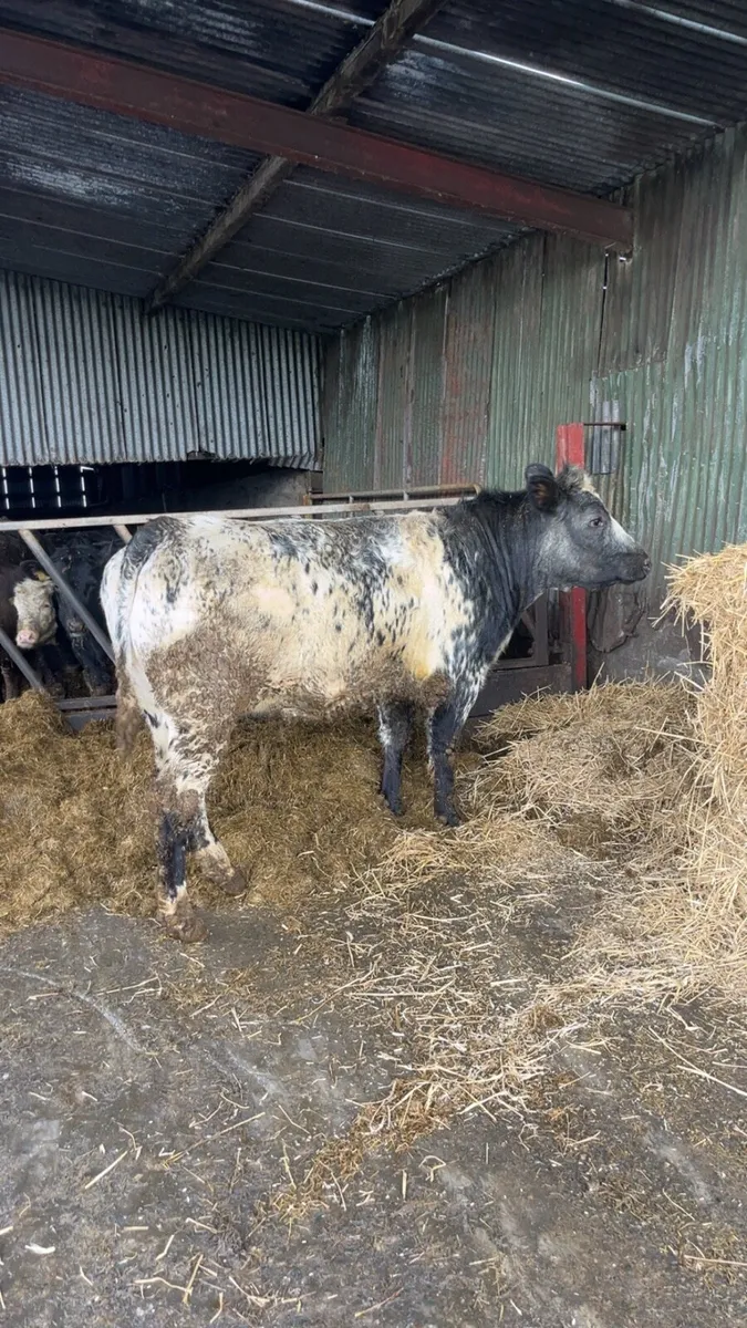 Blue Heifer - Image 4