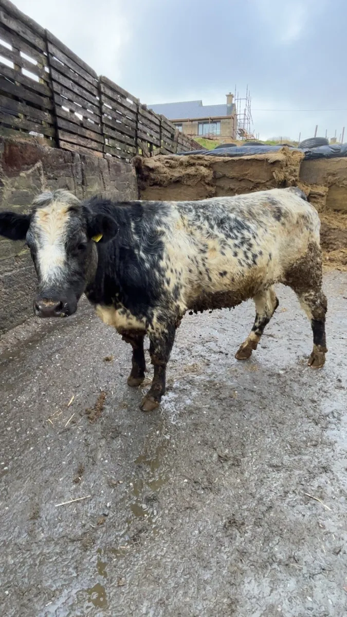 Blue Heifer - Image 1