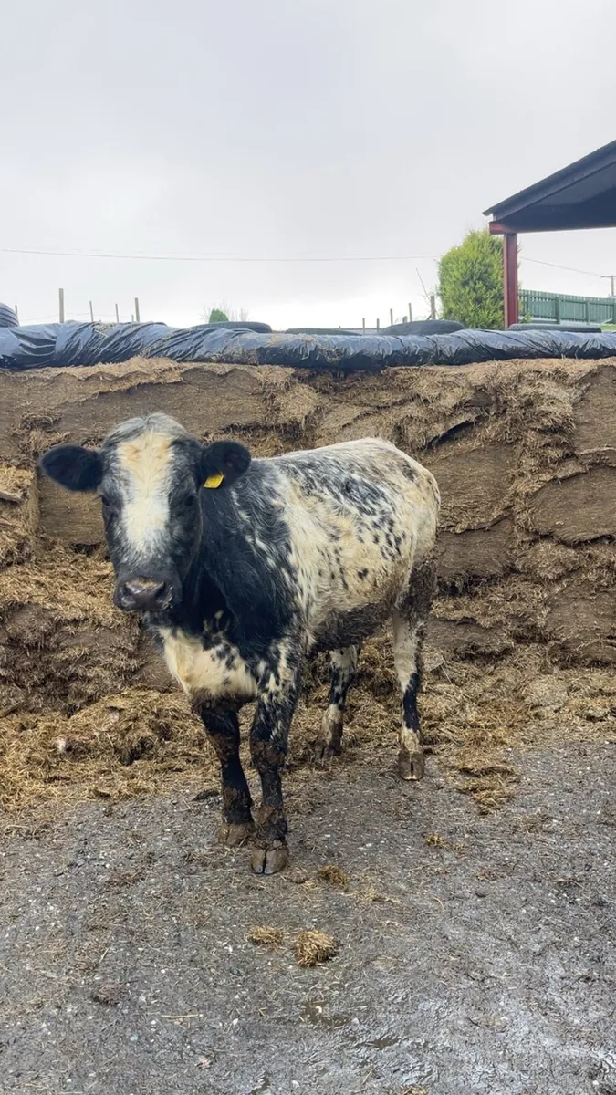 Blue Heifer - Image 2