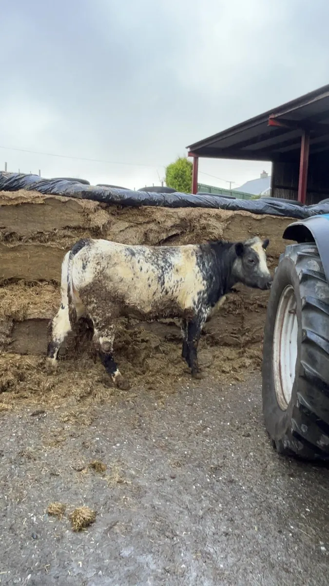 Blue Heifer - Image 3