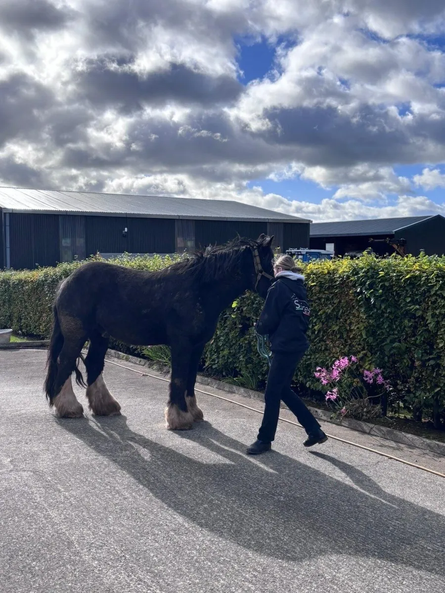 Bomb proof horse - Image 4