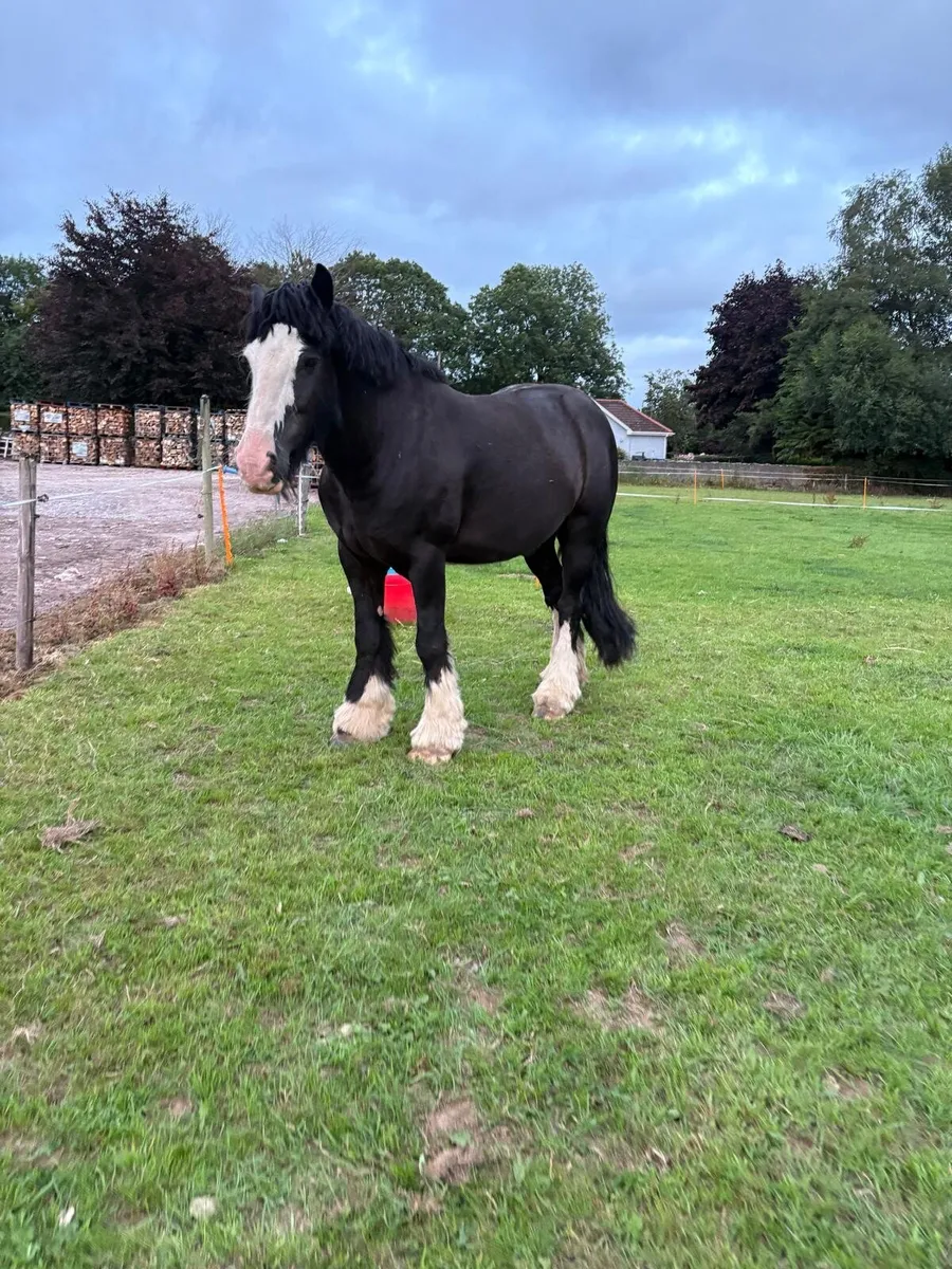 Bomb proof horse - Image 1